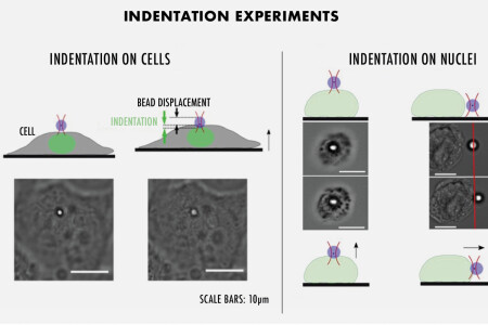 The emerging field of mechanobiology