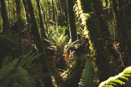 Nine Kiwi startups could offset emissions at the scale of NZ forests